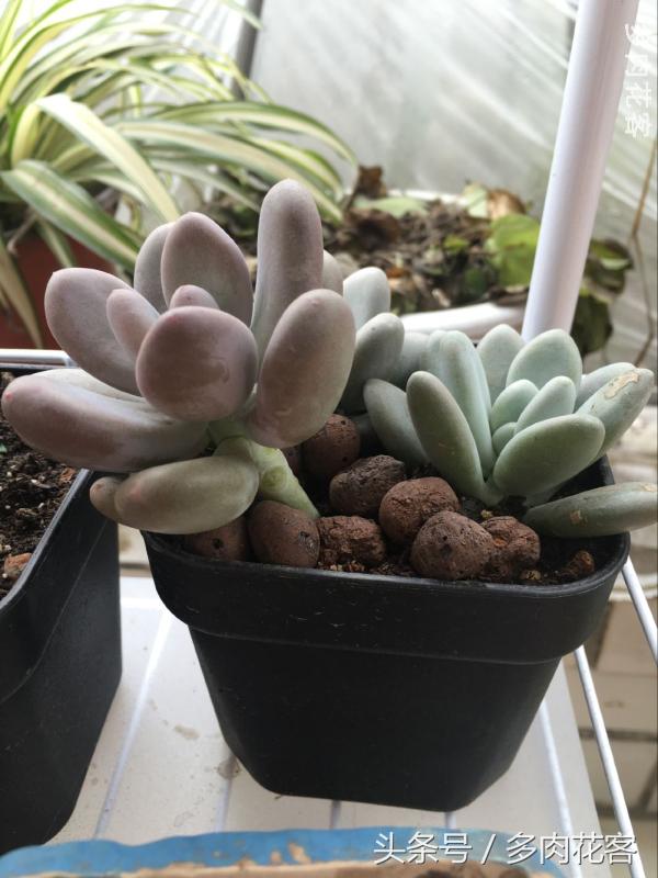 有一种肉肉叫做别人家的多肉第9期简月的肉肉