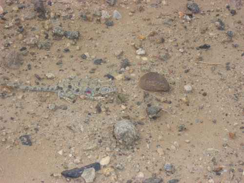 和田玉切割石头,和田玉籽料游记