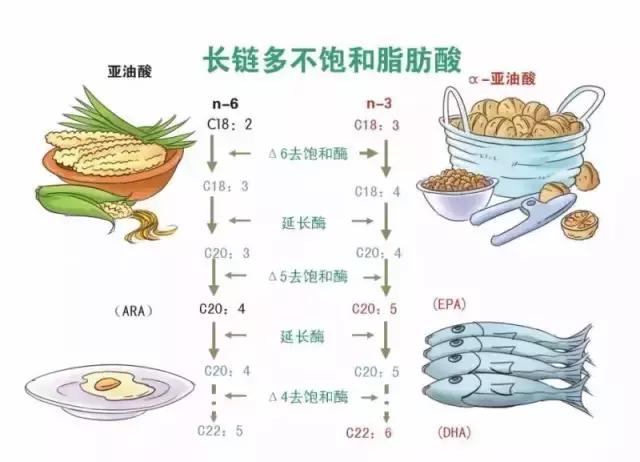 补了DHA，宝宝就更聪明？鱼油≠鱼肝油！丨科学家庭育儿独家