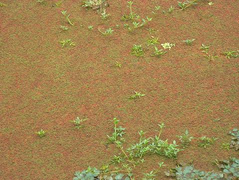 和田玉捡漏技巧,和田玉捡漏指南