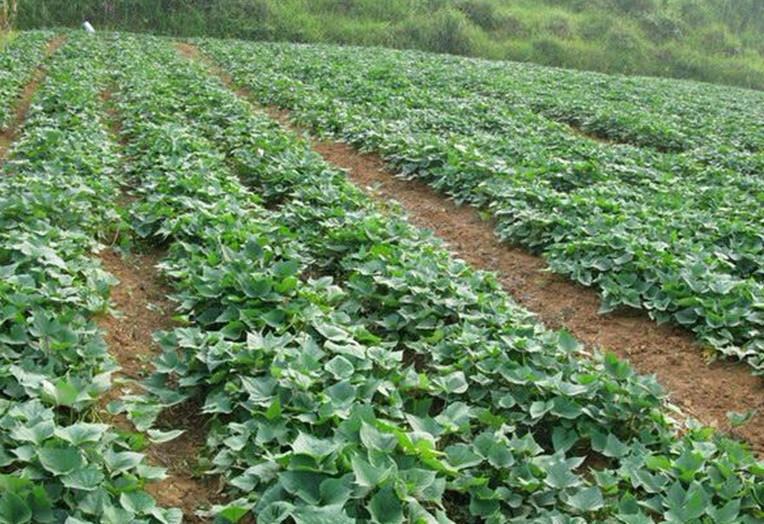 种红薯怎样才能赚钱，红薯专家朱渭兵这样回答