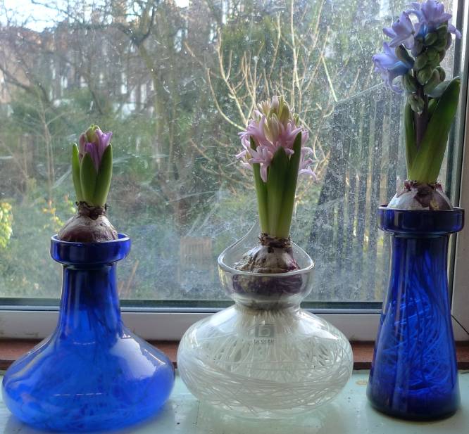 风信子夹箭是因为冷处理时间短吗,风信子败花以后怎么处理