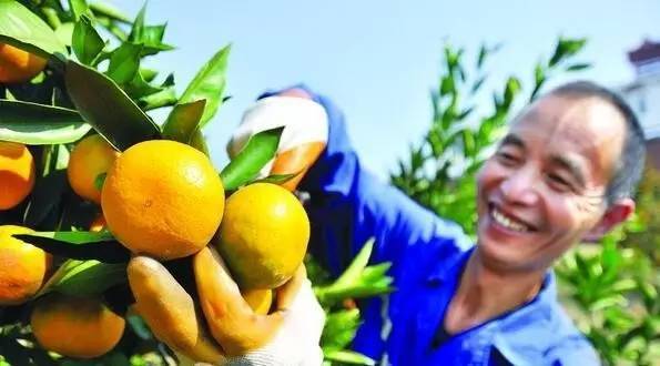 最新全国柑橘种植分布图,最新全国柑橘种植分布