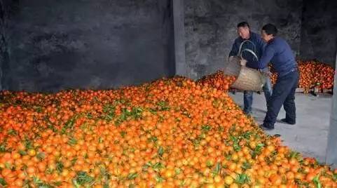 最新全国柑橘种植分布图,最新全国柑橘种植分布