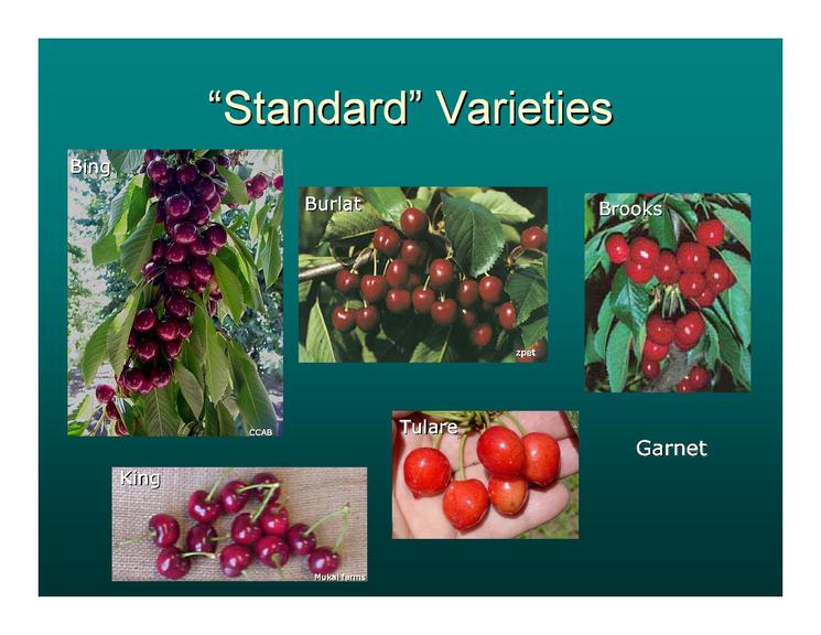 甜樱桃可持续发展的措施,美国加州樱桃