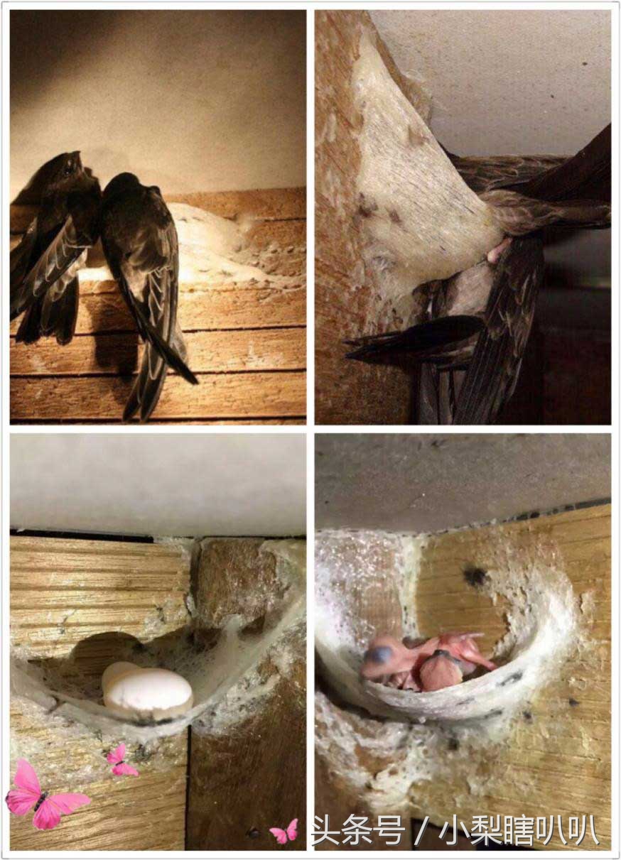 大家太热情如何幽默回应,燕窝在印尼