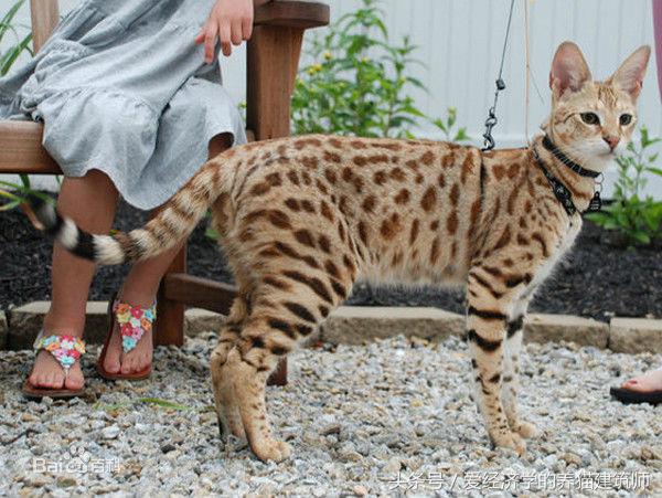 家猫和农村猫的区别,中华田园猫和外国猫会杂交吗