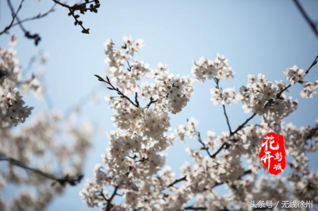 最美人间四月天花开如梦,最美人间四月天书香浸润满校园