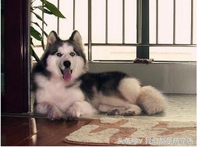 哈士奇得细小在家怎么治,哈士奇得了细小能治好吗