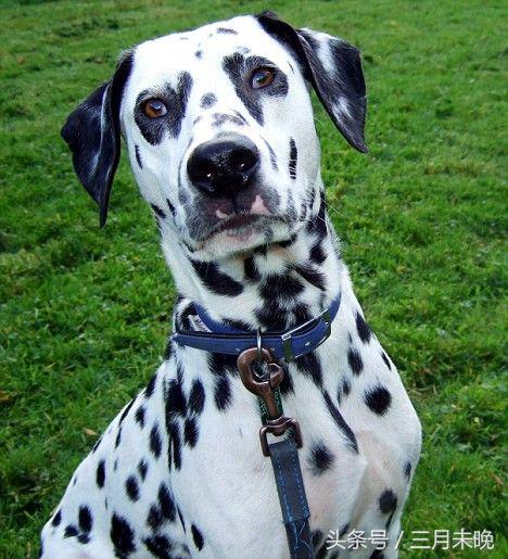 狗狗比较贵的排名,盘点那些超好看的狗狗价格还不贵