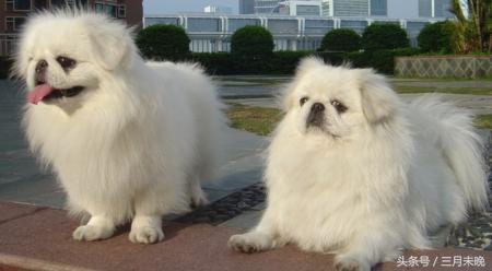 狗狗比较贵的排名,盘点那些超好看的狗狗价格还不贵