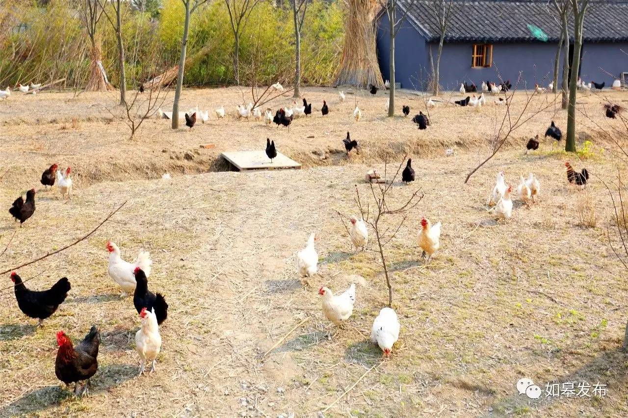 定了！从今天起，如皋白蒲古镇将列入每个人的旅行清单！