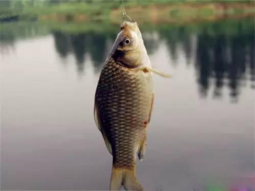 钓鱼时的太空豆怎么用视频,钓鱼太空豆应不应该固定