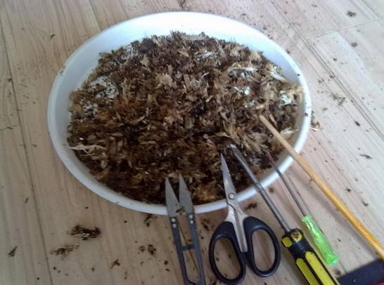 虎尾兰烂根后的花盆和土还能用吗,虎尾兰枯萎了