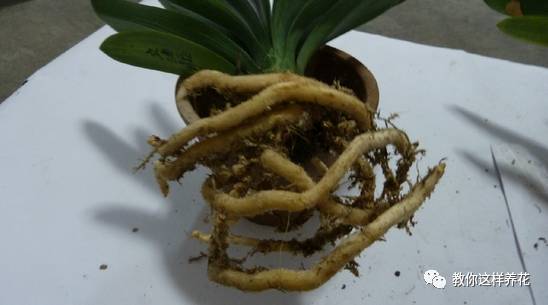 虎尾兰烂根后的花盆和土还能用吗,虎尾兰枯萎了