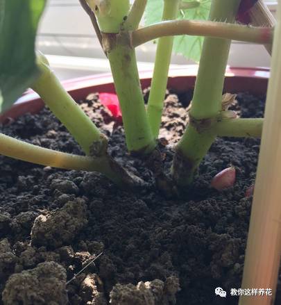 虎尾兰烂根后的花盆和土还能用吗,虎尾兰枯萎了