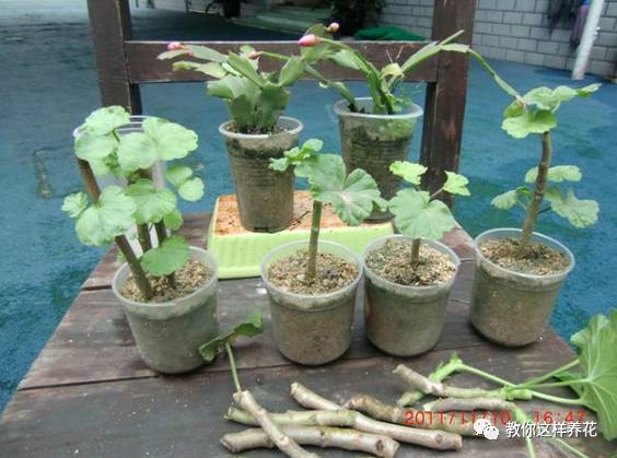 虎尾兰烂根后的花盆和土还能用吗,虎尾兰枯萎了