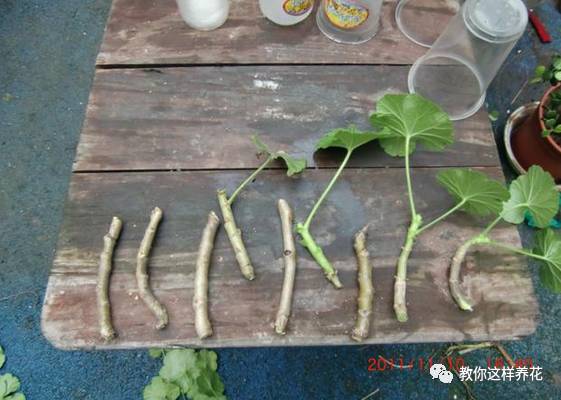 虎尾兰烂根后的花盆和土还能用吗,虎尾兰枯萎了