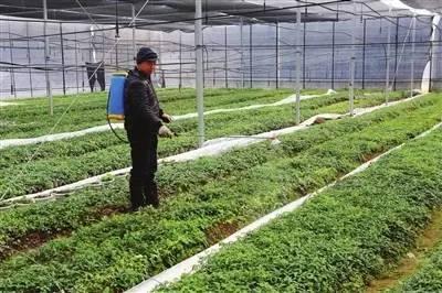 叶面肥的10大优点,什么是真正的叶面肥