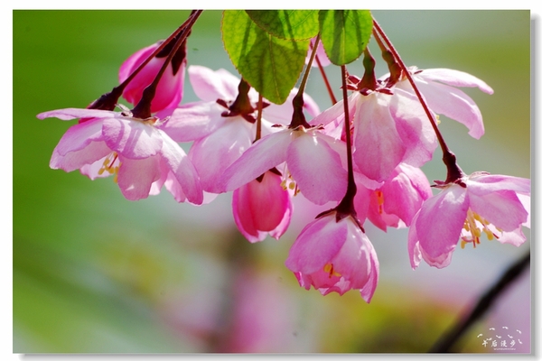 西安牡丹苑花还开着没,西安垂丝海棠哪里有卖