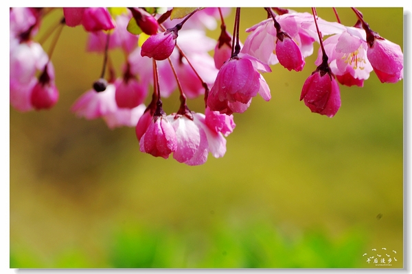 西安牡丹苑花还开着没,西安垂丝海棠哪里有卖