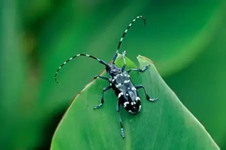 农村十分常见动物,雷州最稀有的动物