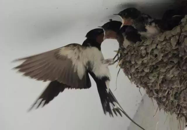 农村十分常见动物,雷州最稀有的动物