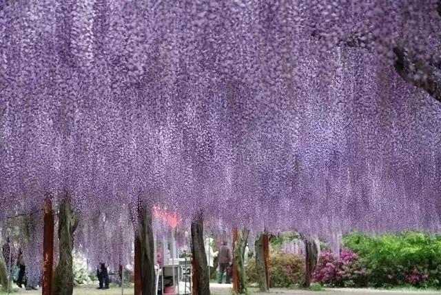 日本樱花之旅,来一场日本樱花之旅