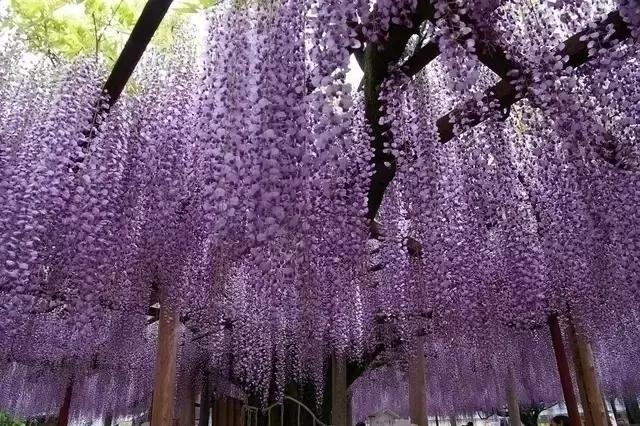 日本樱花之旅,来一场日本樱花之旅