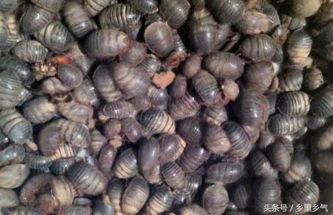 养殖土元有多少利润,农村新手养殖什么投资小回本快