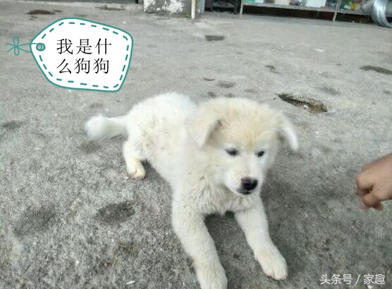 怎么分辨萨摩耶纯不纯,萨摩耶怎么鉴别纯不纯