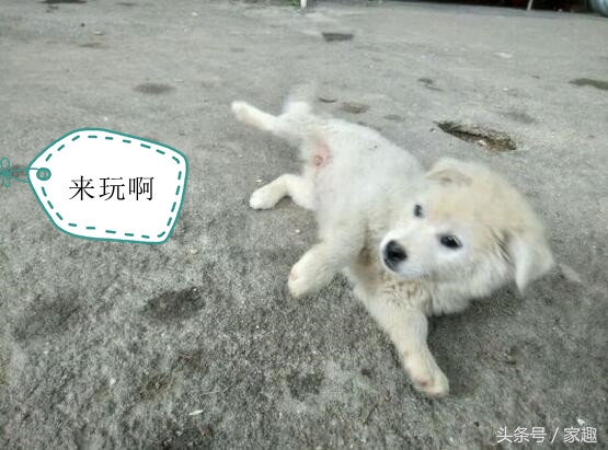 怎么分辨萨摩耶纯不纯,萨摩耶怎么鉴别纯不纯