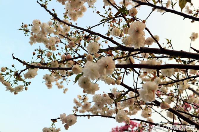 不用去日本深圳就能看樱花,日本樱花必看