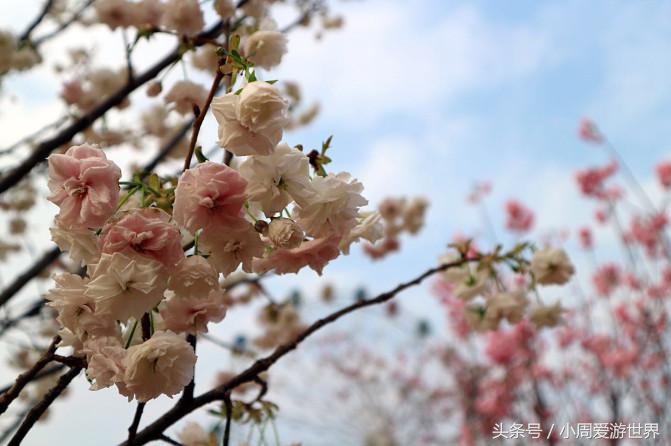 不用去日本深圳就能看樱花,日本樱花必看