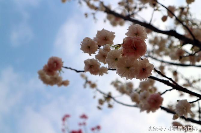 不用去日本深圳就能看樱花,日本樱花必看