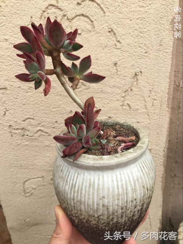 有一种肉肉叫做别人家的多肉第9期简月的肉肉