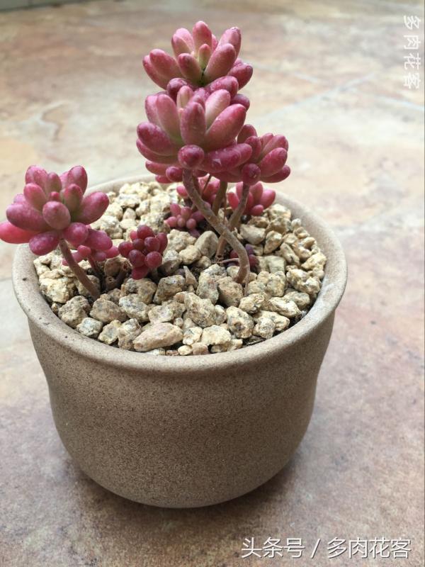 有一种肉肉叫做别人家的多肉第9期简月的肉肉