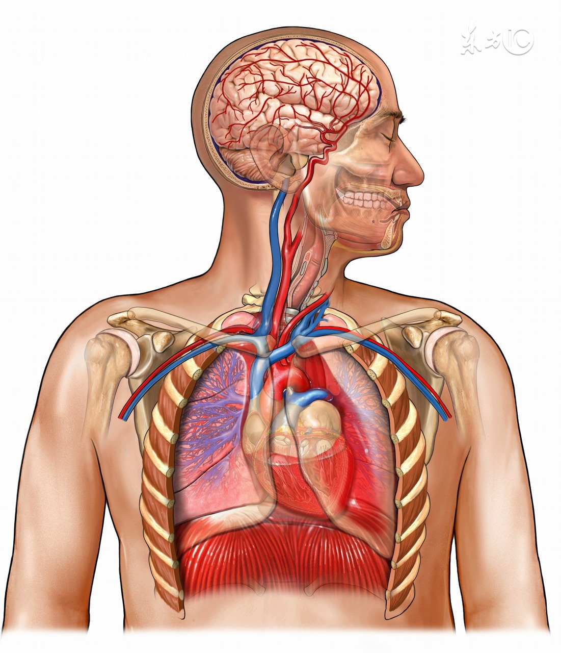 了解成语背后的故事,成语中蕴含的养生智慧