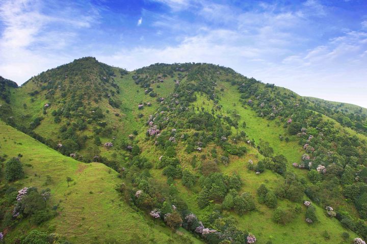 清明深圳周边一日游好去处,深圳仙湖植物园清明踏青赏花