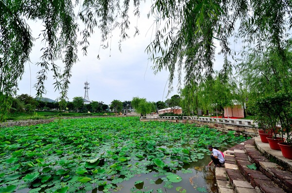 清明深圳周边一日游好去处,深圳仙湖植物园清明踏青赏花