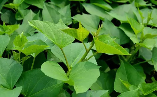 种红薯怎样才能赚钱，红薯专家朱渭兵这样回答