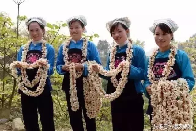 油桐花节完整视频,油桐花旅游节