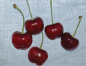 甜樱桃可持续发展的措施,美国加州樱桃