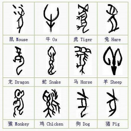 聊聊我们最熟悉的黄芩,熟记十二属相的技巧