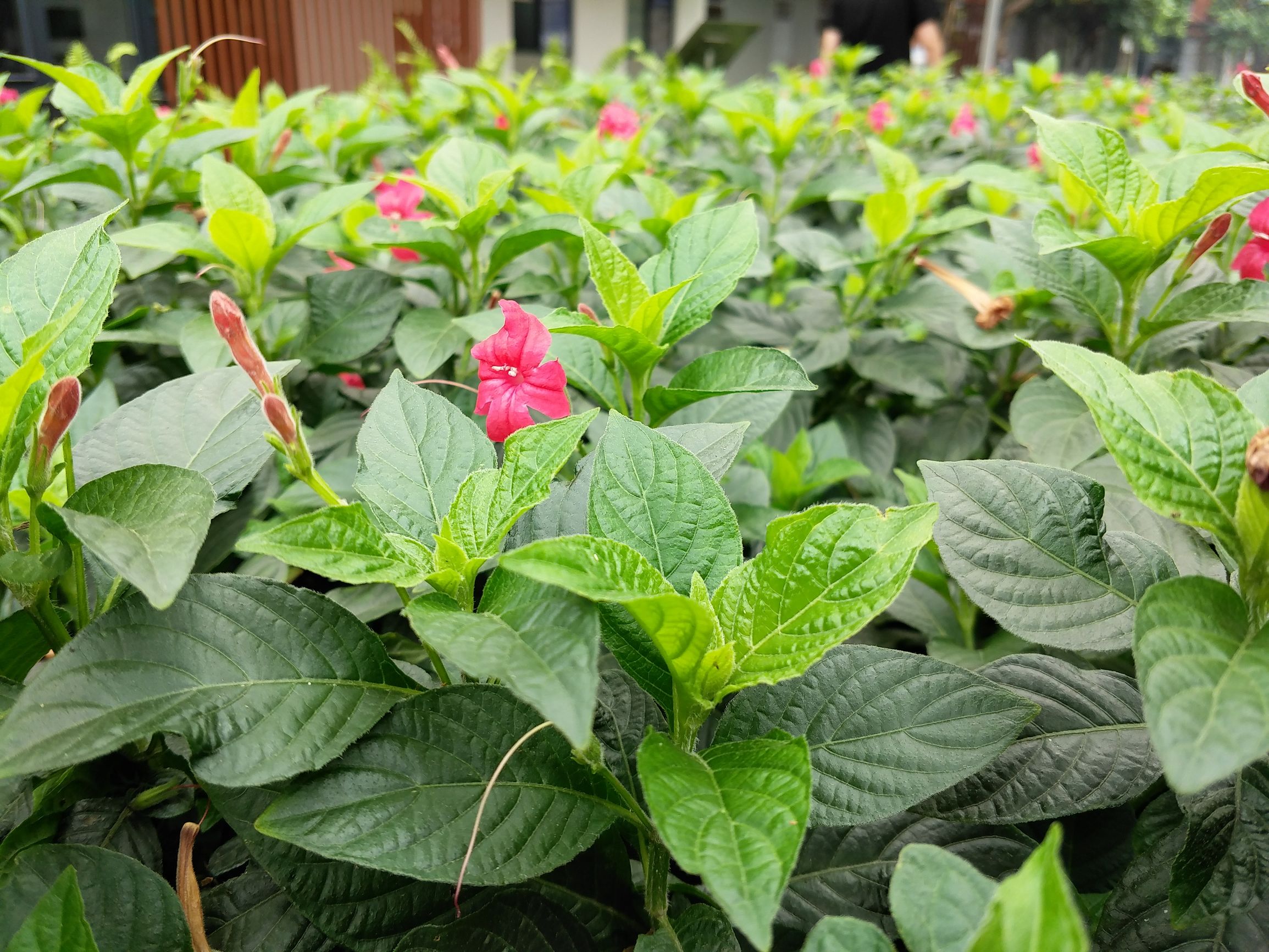 鎵嬫満xplay6娣卞害瑙f瀽,xplay6璇勫垎