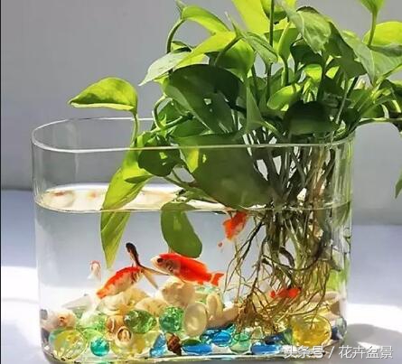 适合跟鱼养在一起的花,适合跟鱼一起养的小盆植物
