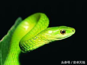 巨蟒吞食巨鳄令人瞠目结舌,巨蟒肚子肿大