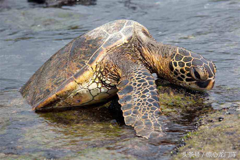 四川安岳下红雨，落地如泼血！对这种自然怪象民间有啥说法？