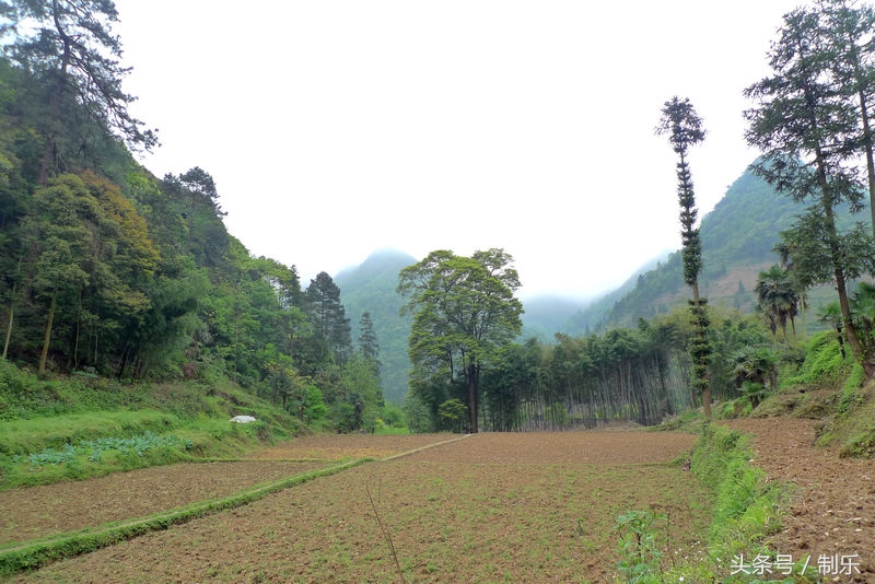 降术由来,降木术出自哪个国家