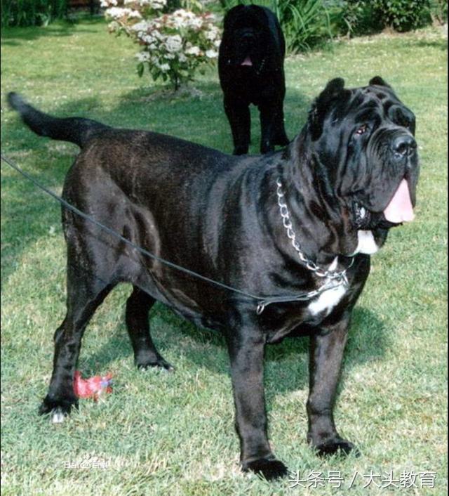 全球十大护卫犬排行榜,世界十大护卫犬排行榜图片